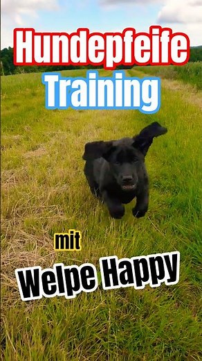 🤔😲 Klappt das? Wir trainieren mit Welpe Happy und der Hundepfeife #welpenerziehung #labradorwelpen