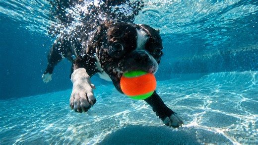 High speed camera shows dogs in slow motion