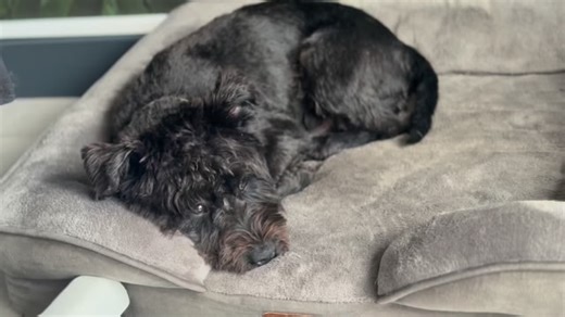 50 reactions | Sleep deficits in dogs have measurable effects on...