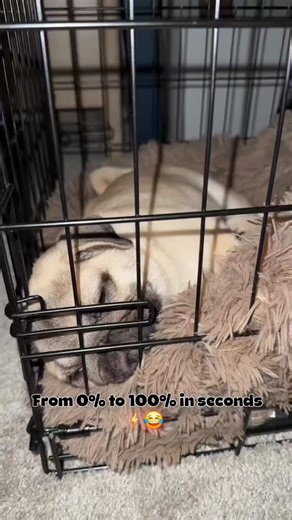 Snort Pugs | This pug takes charging *very* seriously! 😄⚡ Follow @snortpugs for daily pug chaos 😍 . . . . © 🎥 TikTok – @that_pug_penny All rights... | Instagram