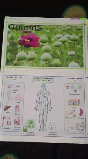 biology project class 12th topic adolescence and drugs❤❤❤❤🙏🙏🙏🙏🙏🙏🇮🇳🇮🇳🇮🇳🇮🇳🎯🎯🎯🎯🎯