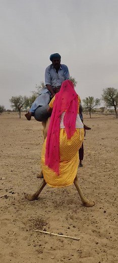 Traditional Camel Cooling and Care Methods