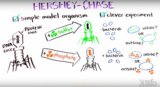 The Hershey Chase Experiment