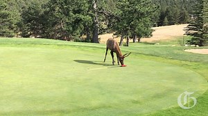 On this September afternoon at the Estes Park 18-Hole Golf Course, a young bull elk became fascinated with a flag and eventually broke the thick stick near the bottom of the cup. It's all part of the unique experience that comes while teeing it up in Estes. (Video by Nathan Van Dyne) | The Gazette