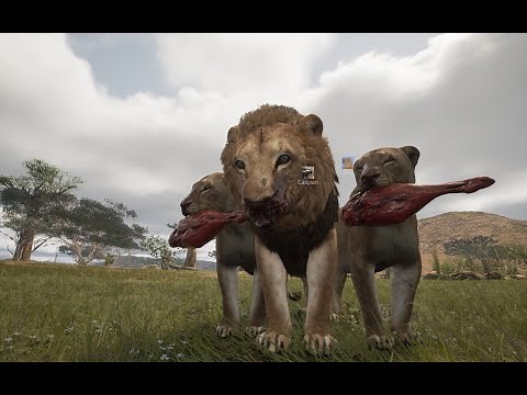 Animalia Survival The Serengeti : Life of a Lion