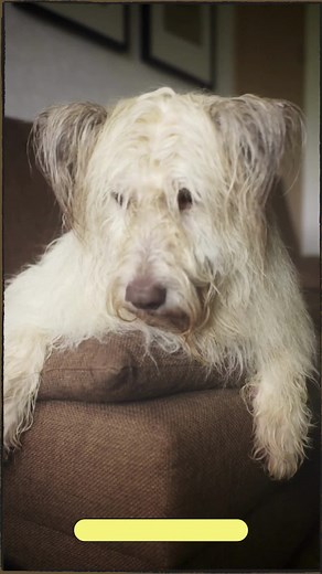 DOG TOE TREADS on TikTok