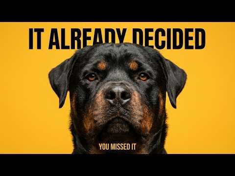 This Rottweiler Behavior Surprises Everyone | Here's Why