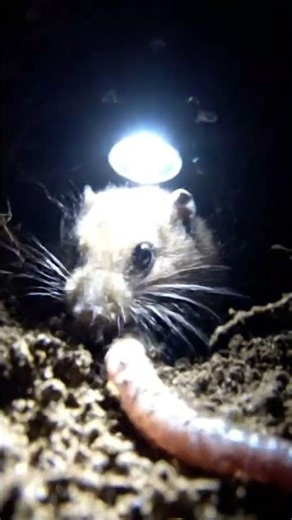 Shrew POV The Fastest Hunter Underground ⚡🐭#GoProPOV#AnimalPOV#MysteryShorts#GoPro