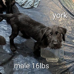 Knoxville, TN - Schnauzer (Giant)/Golden Retriever. Meet RITZI a Pet for Adoption - AdoptaPet.com