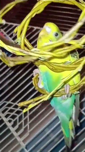 Do Parakeets Ever Sleep?