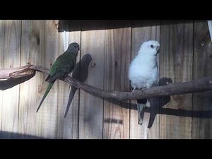 Red Rumped Parrots singing