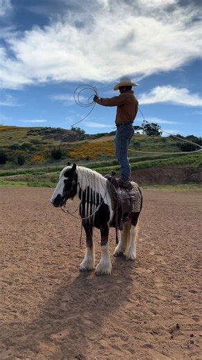 9-Year-Old Gypsy Gelding for Sale