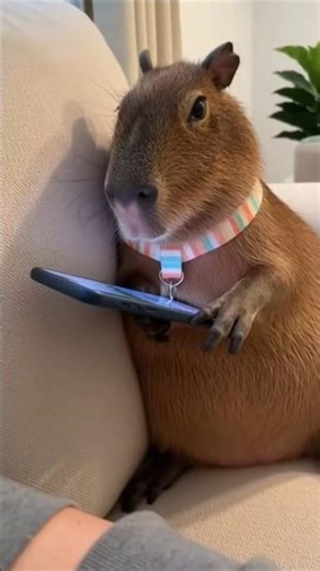 When Papa says 'No more TikTok'...