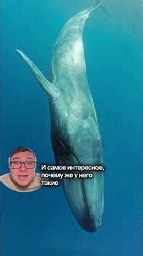 New video lectures about animals and nature are available at the link in my profile.