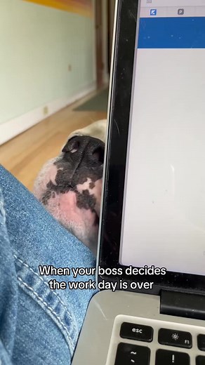 Shmoo has had enough of technology for the day. #shmoothemagicaldog #dogsoftiktok #adoptdontshop | Shmoo The Magicaldog