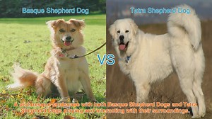 Basque Shepherd Dog vs. Tatra Shepherd Dog: A Comparison of Herding and Guardian Breeds