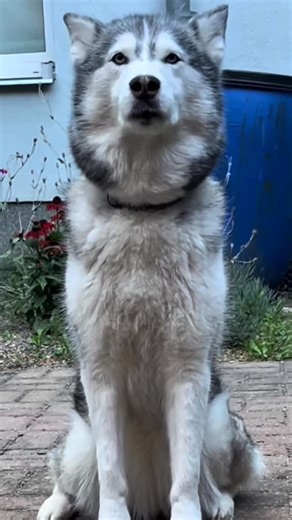World of huskies on Instagram: "Siberian Huskies are known for talking and howling — not barking. This video explains why huskies communicate this way, how it comes from their wolf ancestors, and what their vocal behavior really means. If you live with a husky or want one, this is a must-watch. #husky #siberianhusky #huskytalking"