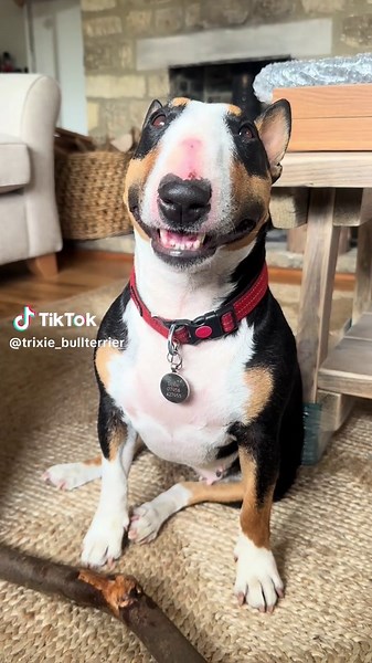 Finding the Perfect Stick for Your Dog