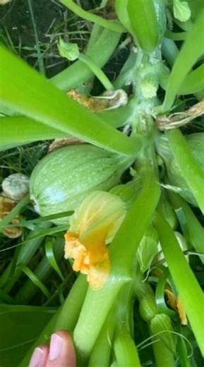 Estos son nuestros 5 mejores calabacines redondos para cultivar en una torre aeropónica: 1. Ronda de Niza 2. Huevos de duende 3. Bola 8 4. Lunar 5. Satélite #calabacín #towergarden #hidroponia #aeroponia #verticalfarming #jardinería #hortalizas #agricultura | Huerto Hidroponia