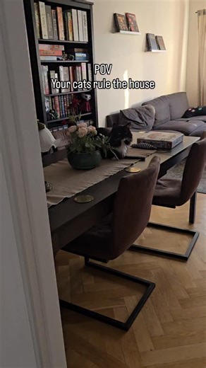 Doom and Gloom, the ex-feral tuxies | He actually used to chew on the (fake) plant there if I was looking but luckily he just bites me now. So, you know, progress! As a quick... | Instagram