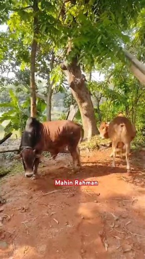 Beautiful Red Colour Medium Size Cow Pair | #foryou #cow #subscribe #shortsvideo #comment #share