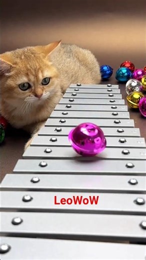 Cute Kitten Makes Music on Xylophone ASMR #catasmr #relaxing #shorts