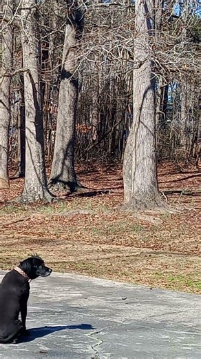 COOL DOG AND THE CREEPER #puppy