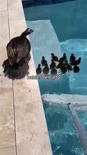 mother duck panics as her babies fall into a pool 🦆