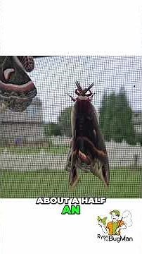 Cecropia Moths: A Day with The Bug Man!