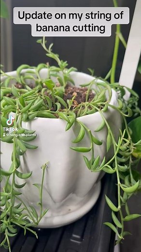 🌱String of bananas update!! 🌱 #plants #stringofbananas #greenthumb #indoorplants #succulents