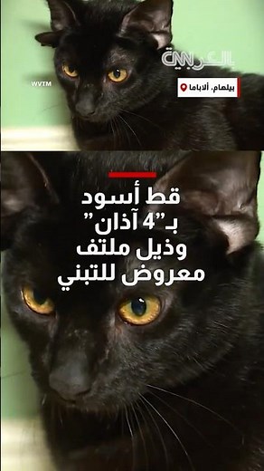 قط أسود بـ"4 آذان" وذيل ملتف معروض للتبني.. وقائمة المهتمين تنتظر