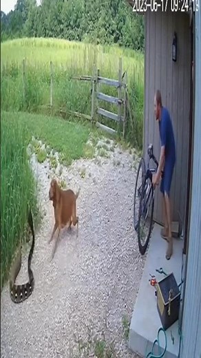 Brave Dog Fights Snake to Save Its Owner | Real CCTV Footage