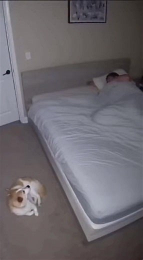 Cat's Snake Prank! A cat shocks its owner by bringing a snake to bed! #fblifestyle #AI Generated using Kling AI . . . (For entertainment purposes only. Consult professionals if guidance on activities is presented. No brand affiliation is implied if any are shown. If inspired by true events, creative adaptations may be included. Content may include public footage.) | Fabiosa Daily