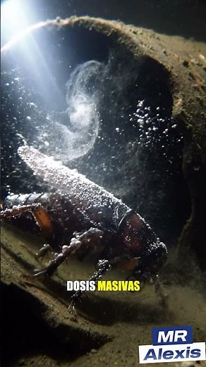 La Increíble Vida de la Cucaracha: El Insecto Más Resistente