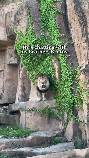 Welcome to Big Cat Chats with our African lions, Brutus and Titus! 🦁 #AfricanLions #Lions #BigCats #LionRoar #lionsoftiktok