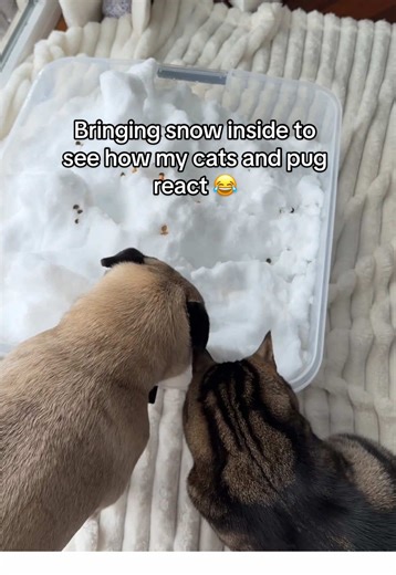 Wait til the end for my pug’s reaction… 😂 who do you think enjoyed the snow the most? #petsoftiktok #funnypets #pugandcat