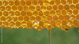 Honey dripping from honey comb on nature background, close up. Fresh honey dripping from the honeycombs. Healthy food concept and diet