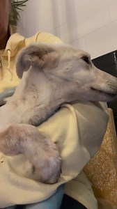 All you need is some love to totally turn a dog around! | Russell Rescue TN