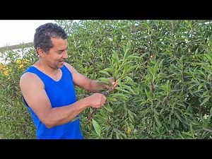 How to easily propagate Myoporum 🌿 | Step-by-step home method