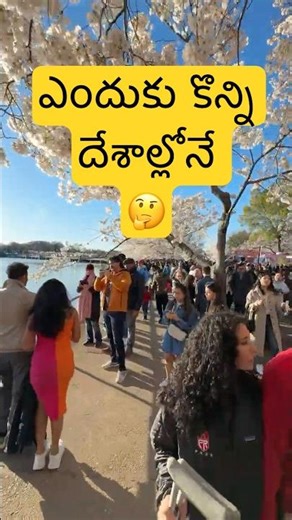 ఈ అందం వెనుక రహస్యం ఏంటో తెలుసా? 🌸 Washington DC Cherry Blossom History Telugu Vlogs 🌸