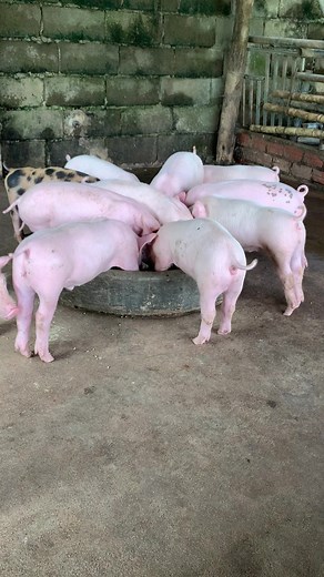 Good pig breed #pig #farm #pigfarming #farming #awesome #amazing #pigvideos #super #superpigfarm #breed #superpigbreed #pigfarmingforbeginner #technologypigfarming #f4f #facebook #facebooker #reels #reelsfb | Pig Videos