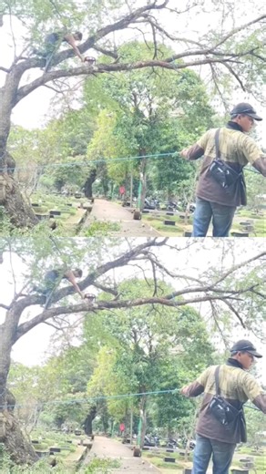 tree felling technique using rope #shortvideo #woodworking #chainsaw