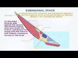 Sub-Inguinal Space Anatomy || Structures Passing Through