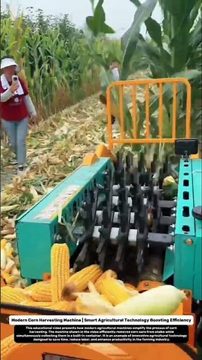 Modern Corn Harvesting Machine | Smart Agricultural Technology Boosting Efficiency.