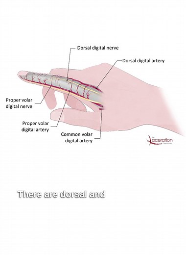 Digital blocks are, by far, one of the most important skills you have to be able to do. Be sure to check out The Laceration Course at: https://www.ebmedicine.net/SOCIAL2-TLC #DigitalBlocks #Injections #Anesthesia #urgentcare #ER #medicine #medicalschool #PA #NP #EmergencyMedicine #NursePractitioner #medical #thelacerationcourse