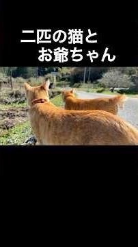 山奥を、並んでパトロールする猫兄妹 #shorts