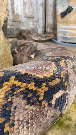 Python raksasa mau masuk rumah | Amar pd
