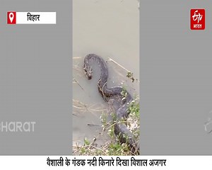 बिहार में मिला एनाकोंडा जैसा अजगर, मच गई अफरा-तफरी पूरी खबर पढ़ने के लिए नीचे दिए लिंक पर क्लिक करें... https://www.etvbharat.com/hi/state/huge-python-found-at-ramdauli-ghat-on-gandak-river-in-vaishali-bihar-news-brs26010502608 | ETV Bharat Bihar