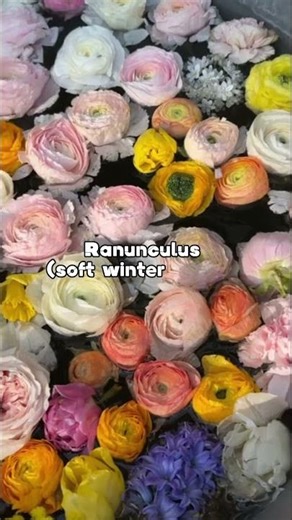 Most Loved Flowers in Paris Markets — December Edition