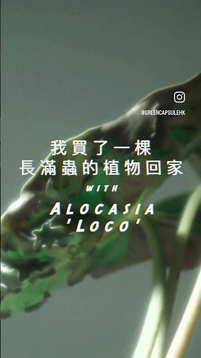 根粉介殼蟲的必勝清理法｜植物病蟲害處理